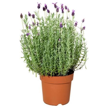 Lavender