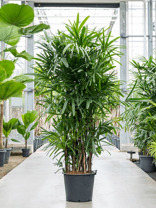Lady Finger Palm