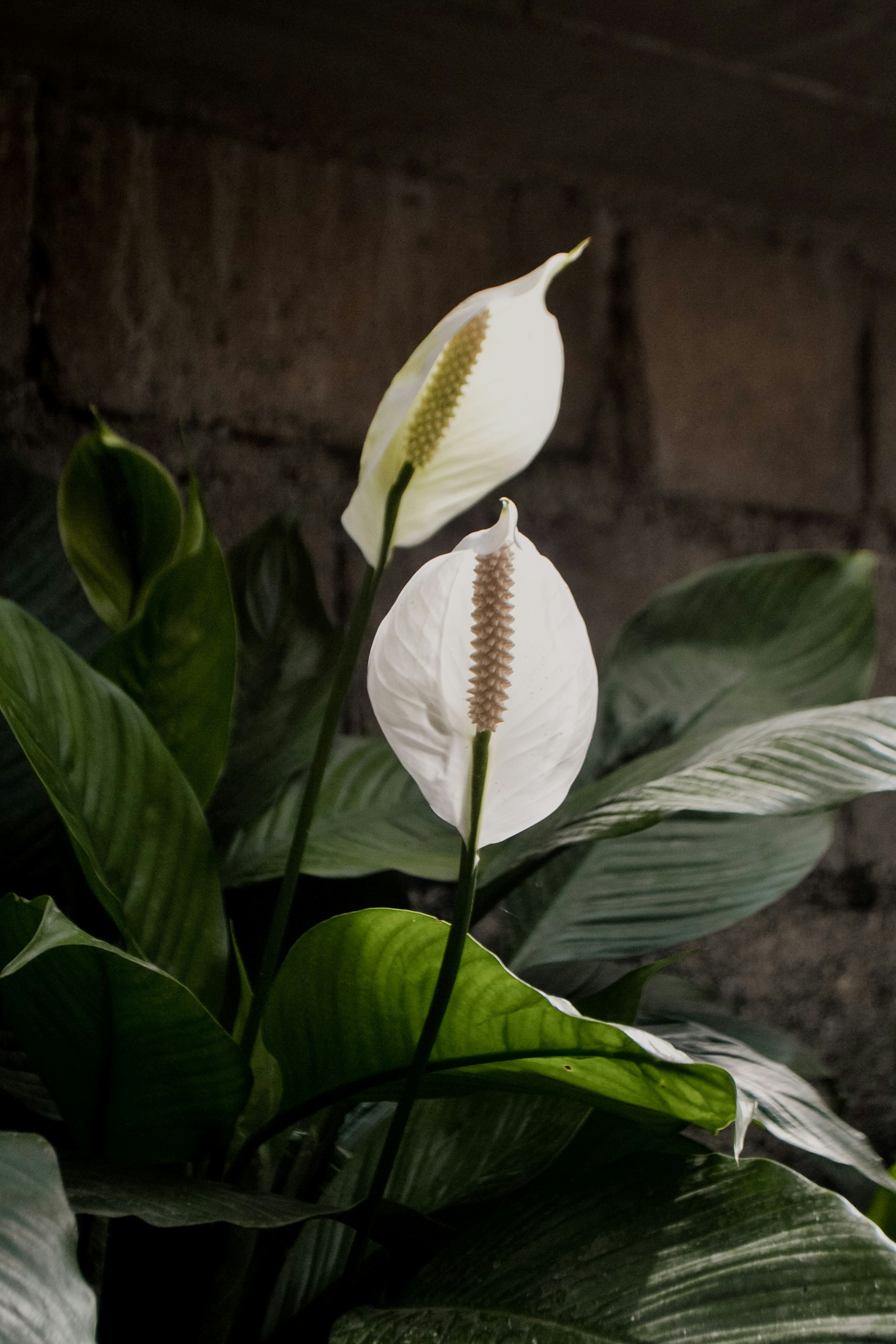 Peace lily