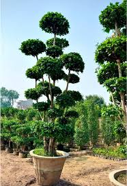 Ficus Multihead