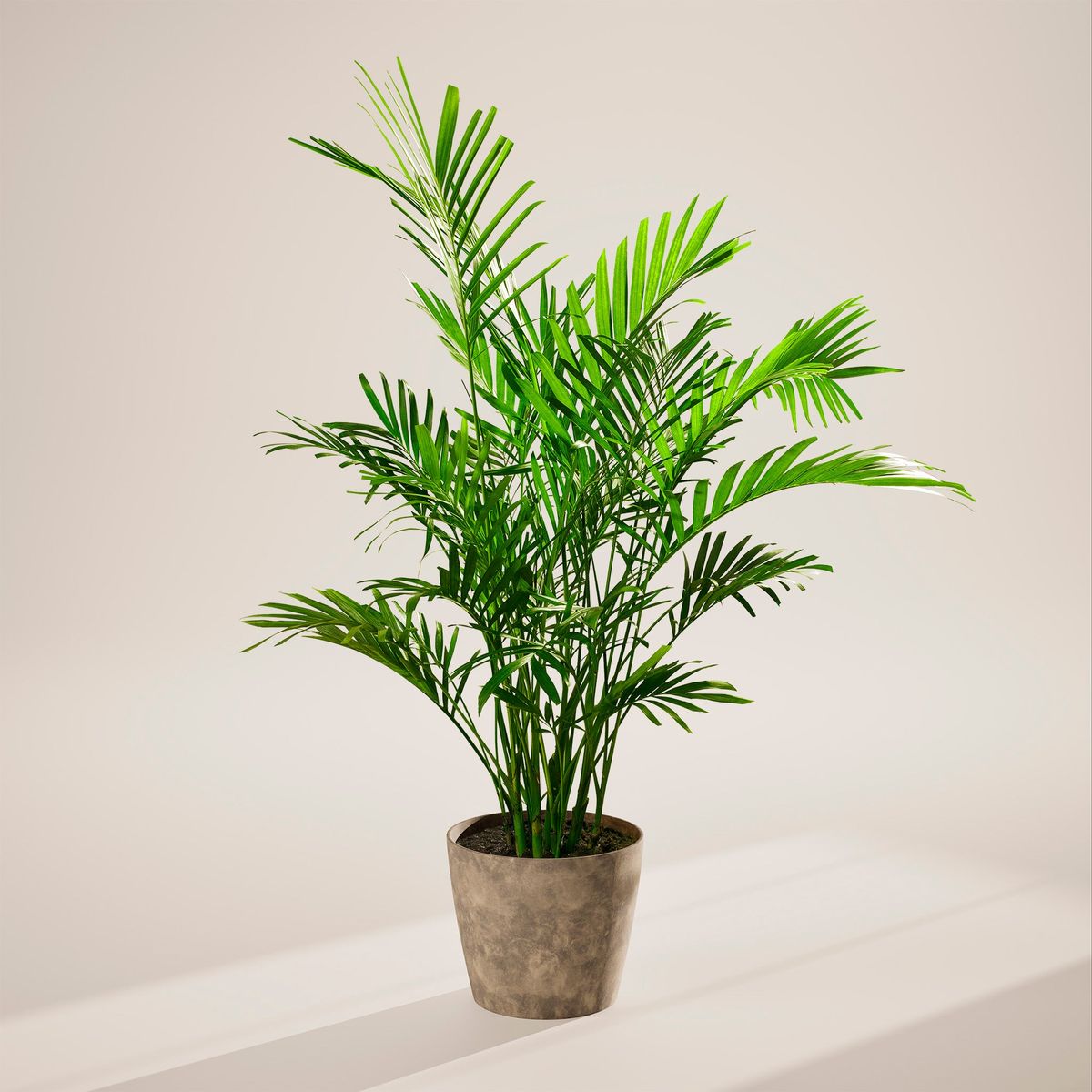 Cat Palm