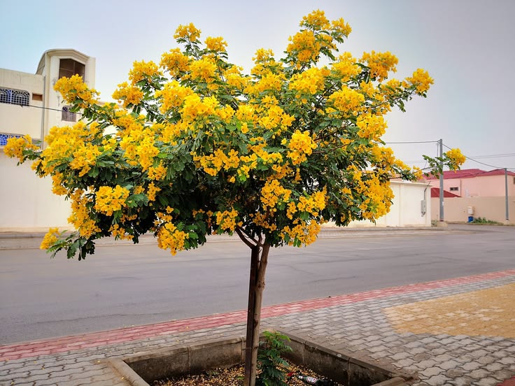 Cassia galuca
