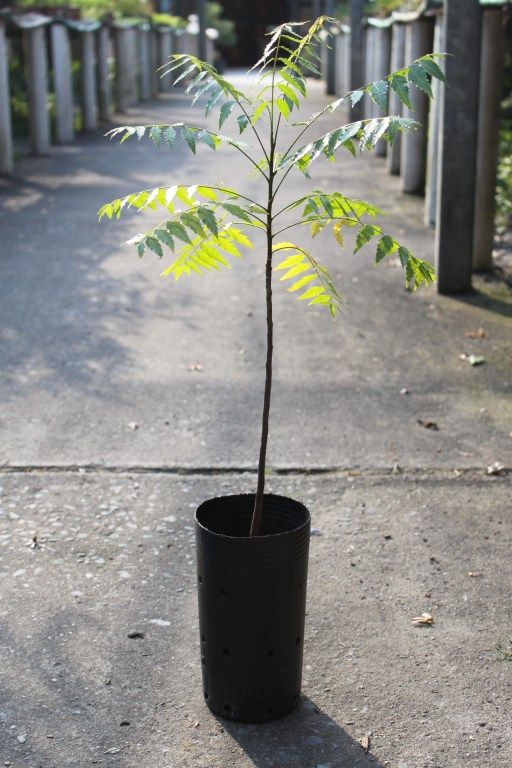 Neem