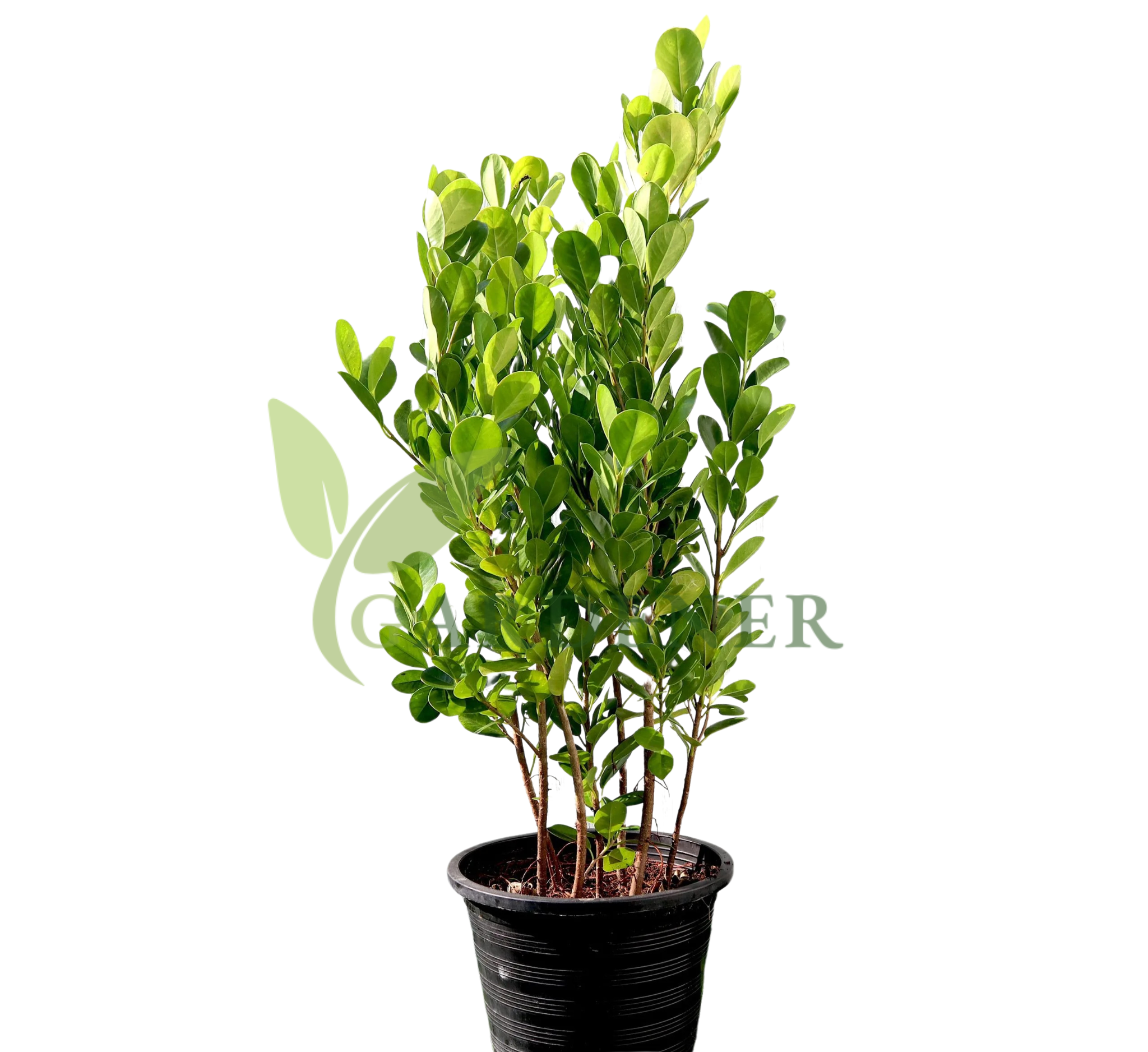 Panda Ficus