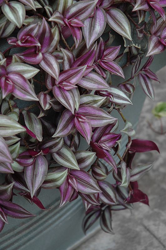 Inch plant