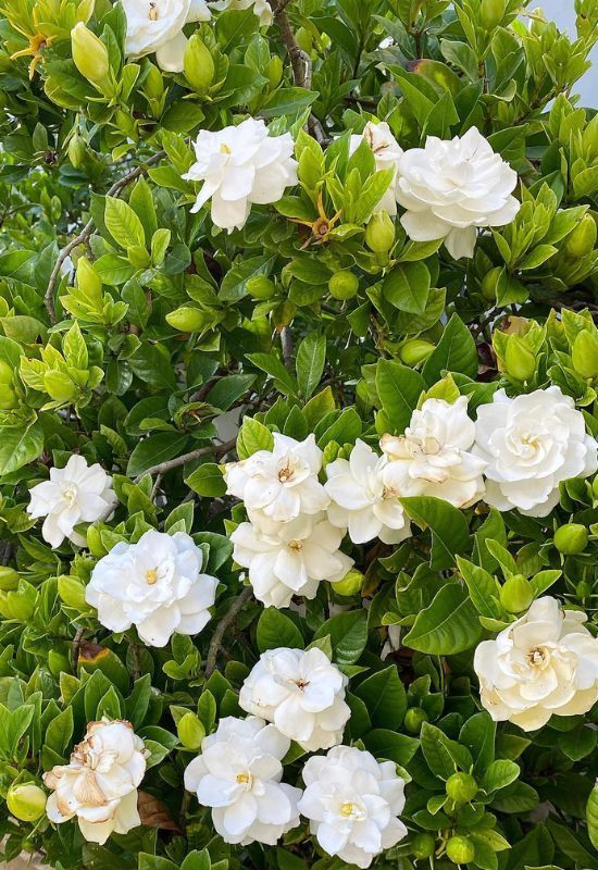 Gardenia