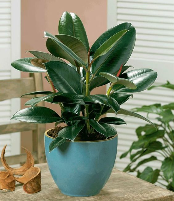 Rubber plant