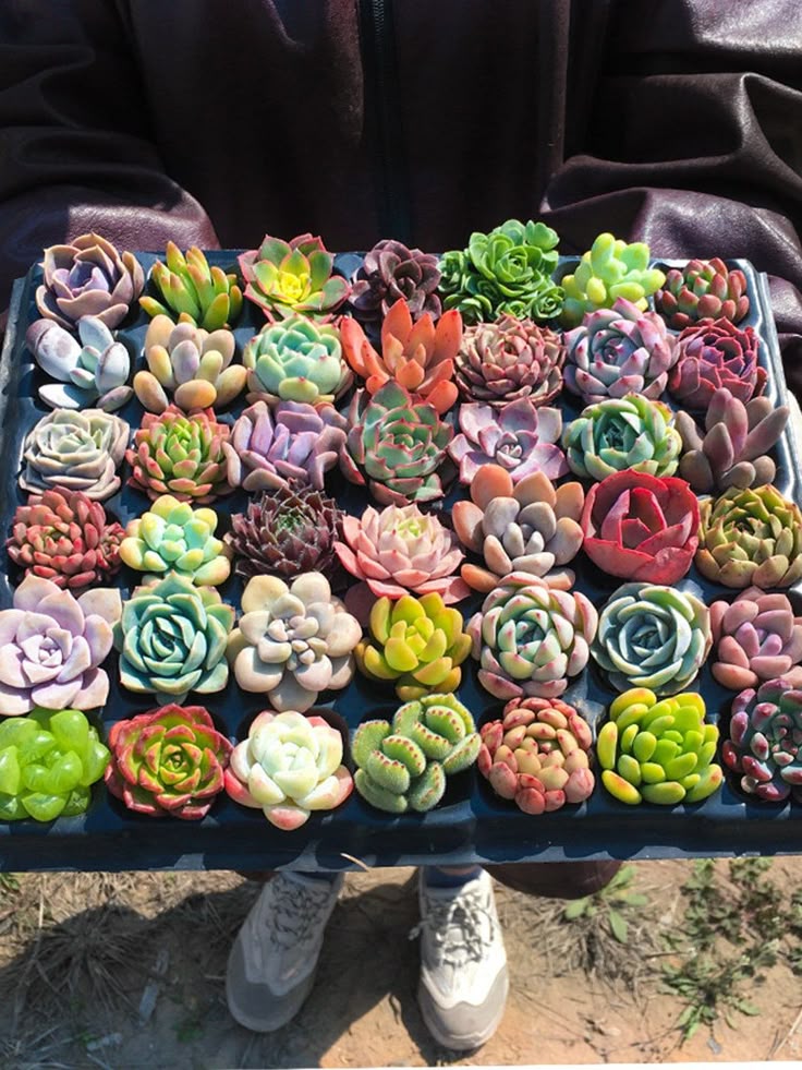 Succulent