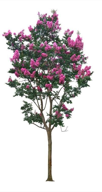 Lagerstomia