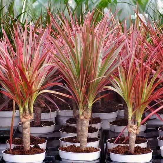 Marginata Dracaena