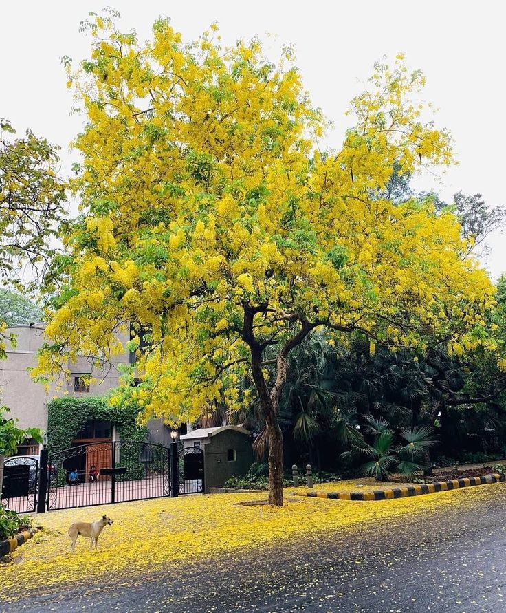 Amaltas