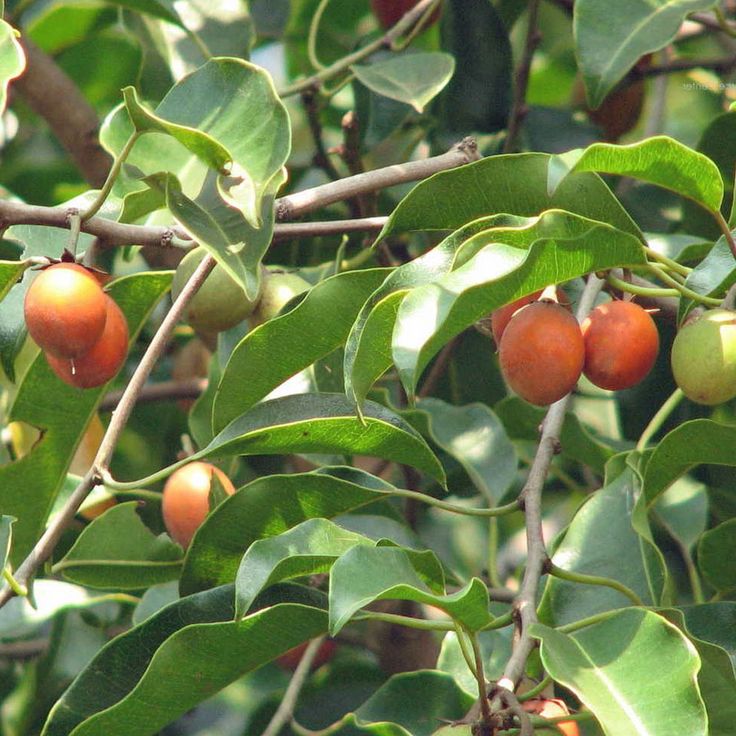 Maulsari