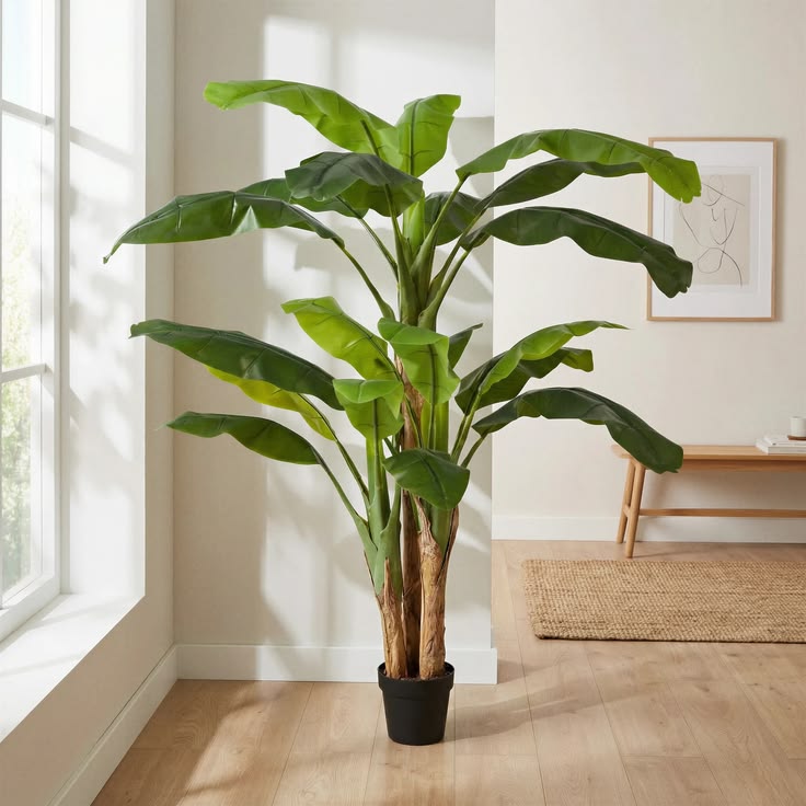 Banana palm