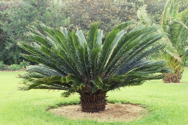 Queen sago/ Italian palm