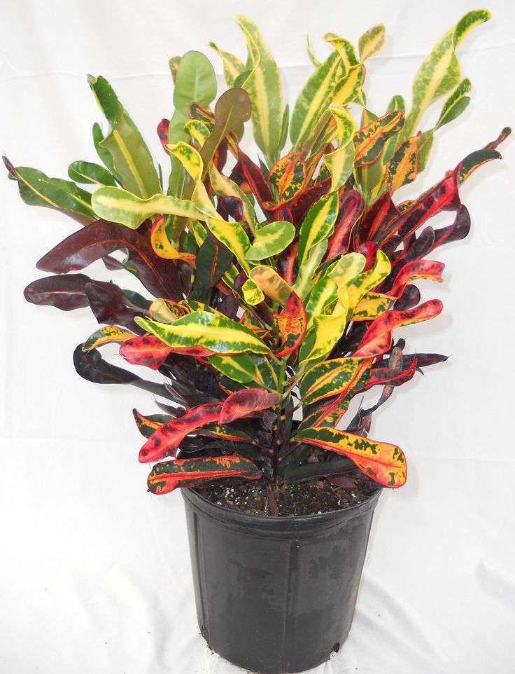 Mammy croton