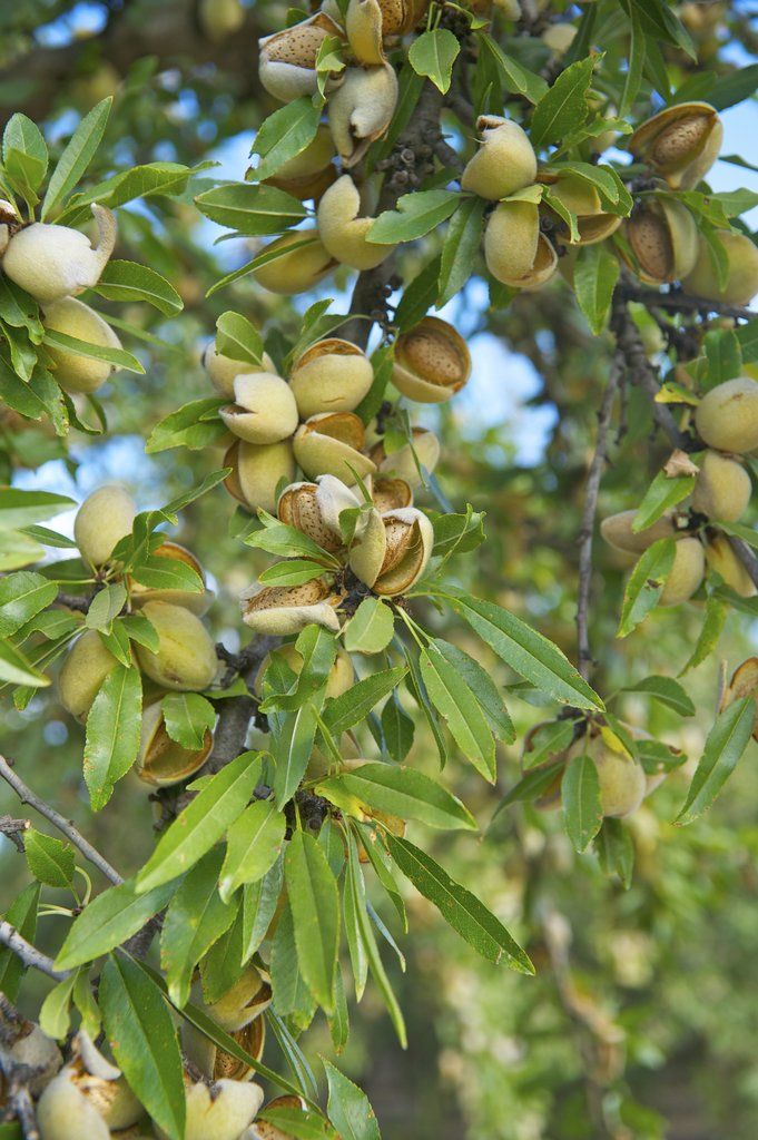 Almond