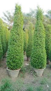 Ficus Cone