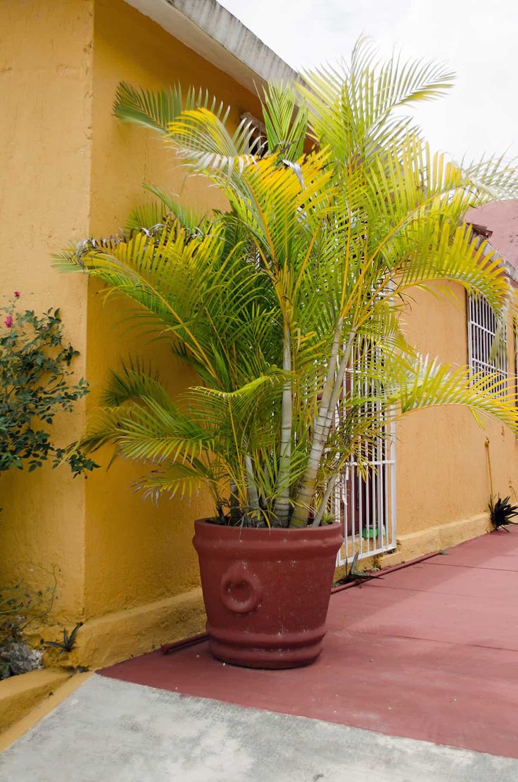 Golden Palm