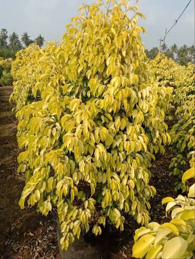 Golden Ficus