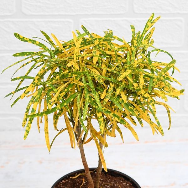 Miniature leaf croton