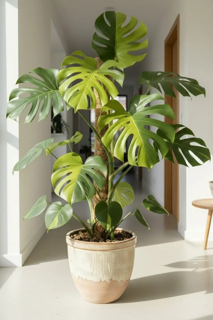 Monstera