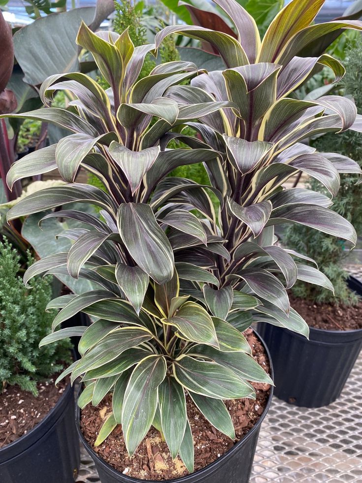 Chocolate Draceana