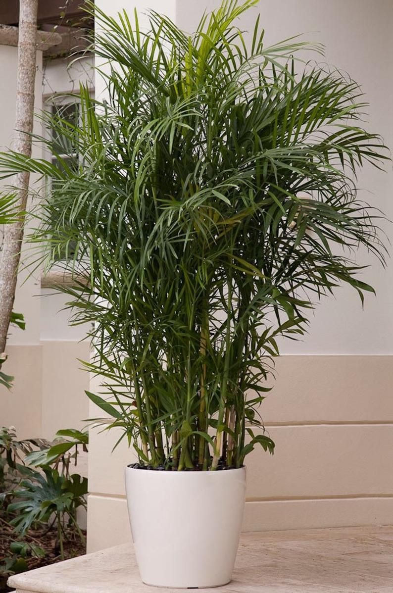 Cane Palm