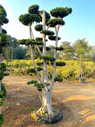 Imported Grafted Bonsai