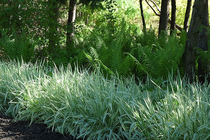 Ribbon grass