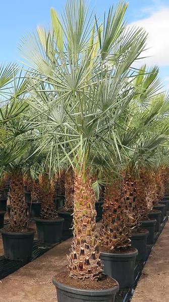 Coppernacia Palm