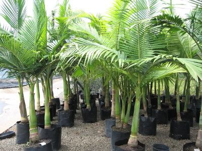 Alexndra  palm