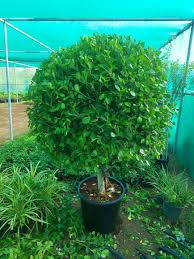 Ficus Ball