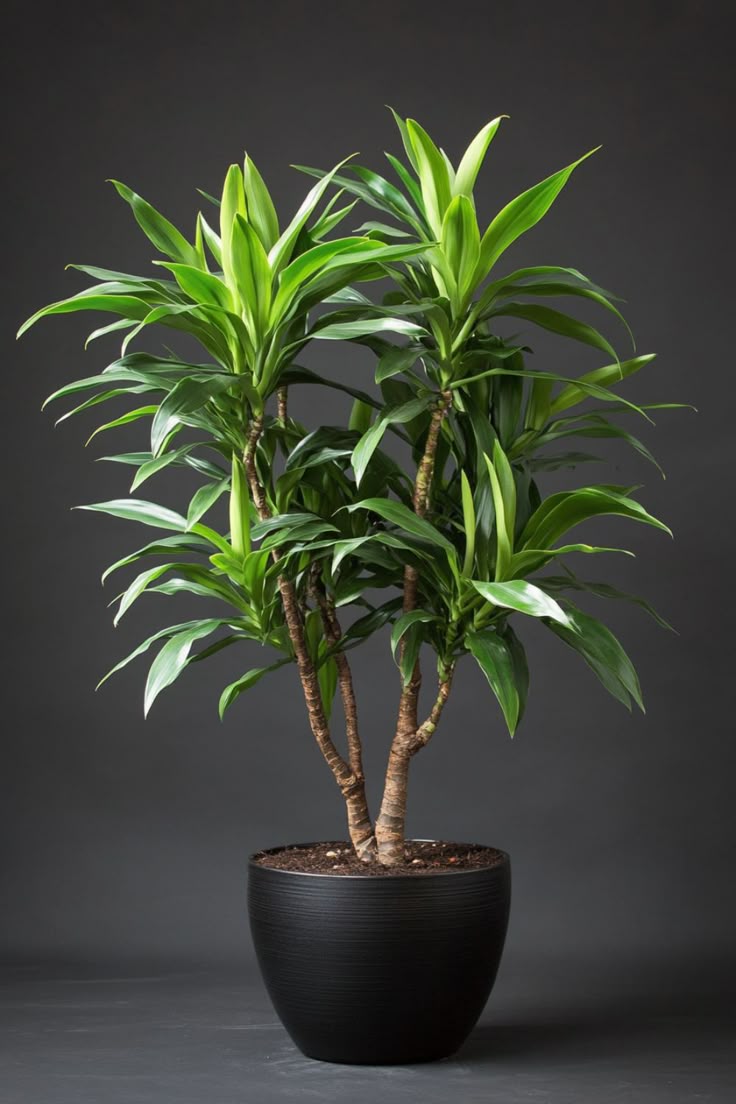 Green Dracaena