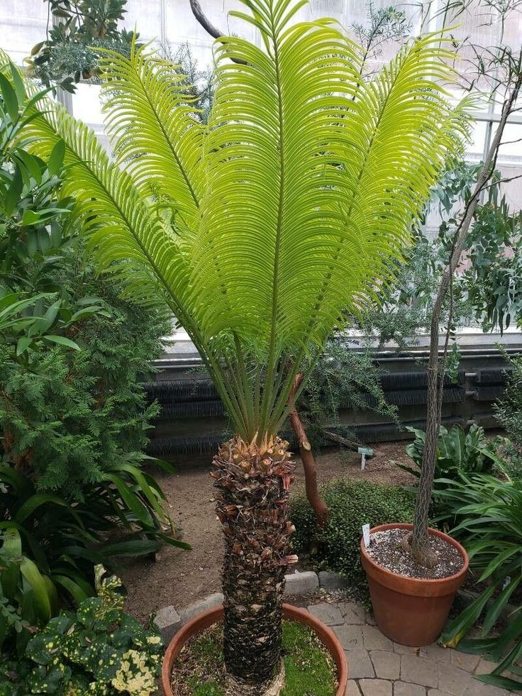 Dune palm