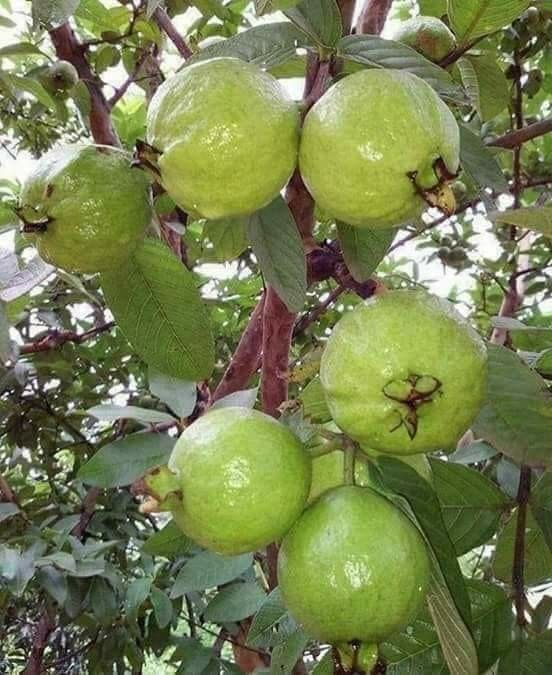 Amrood