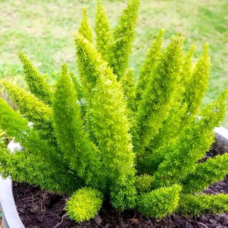 Marry grass