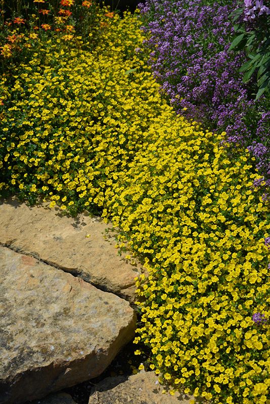 Duranta