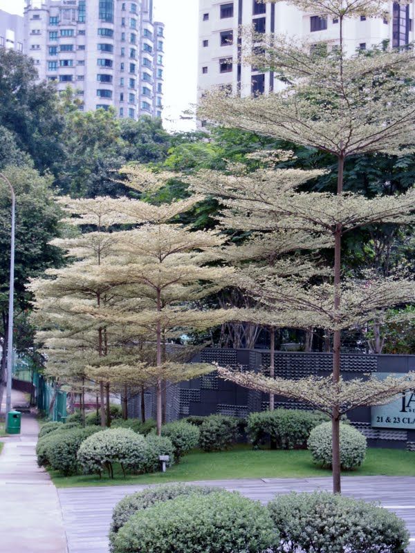 Terminalia