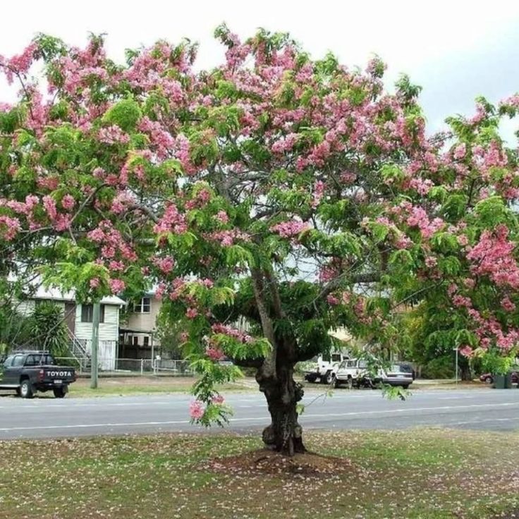 Cassia nodosa