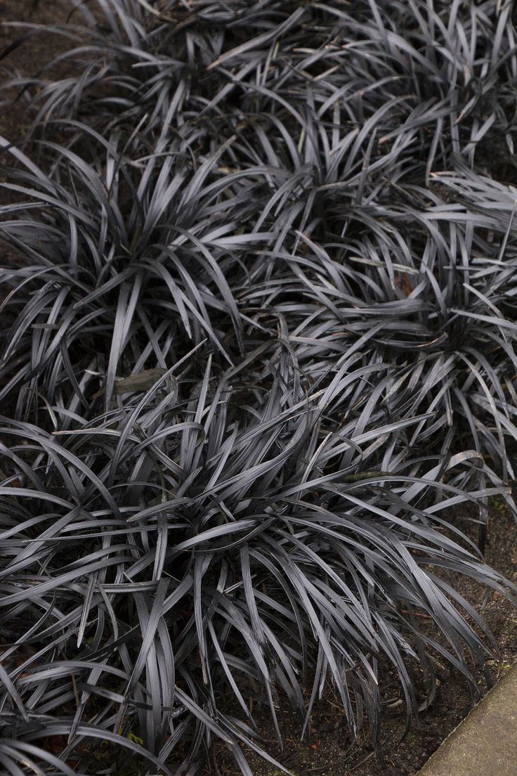 Black grass