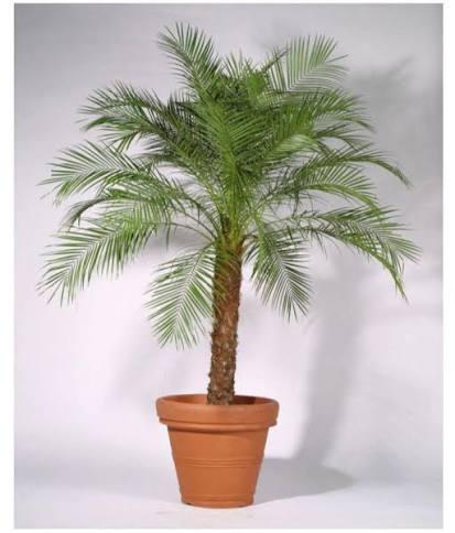 Phoneix Palm